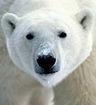 pic for Snow Polarbear Bear